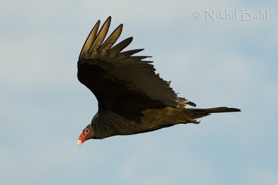 Turkey Vulture_NIK3610.jpg