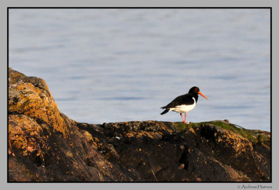 Oystercatcher