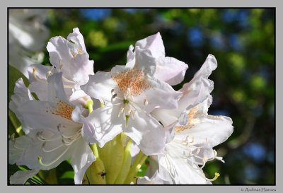 Rhododendron