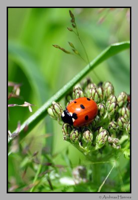 Lady bug