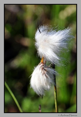 Cotton grass