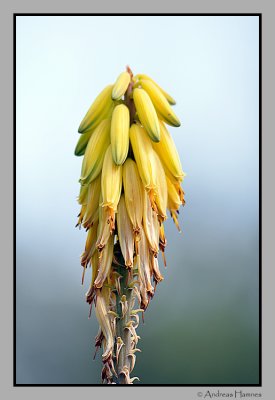 Maspalomas flowers