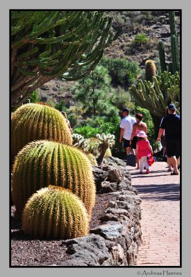 Cactus . Palmitos park