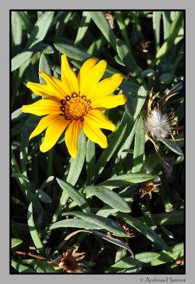 Maspalomas flowers