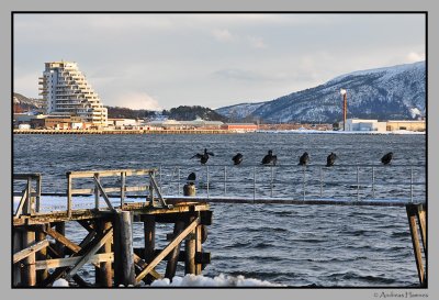 Cormorant .View Namsos harbour .