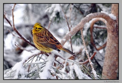 Yellowhammer / Gulspurv