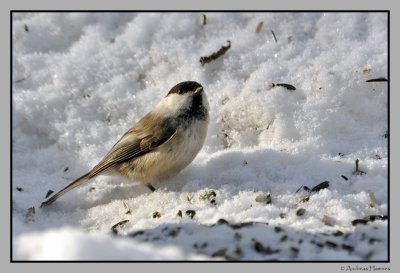 Coal tit / Svartmeis