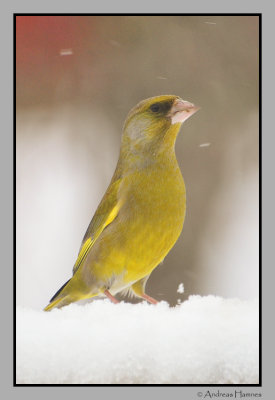 Greenfinch  / Grnnfink