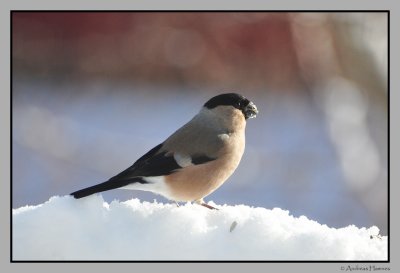 Black-tailed Hawfinch ( hen) / Dompap hunn