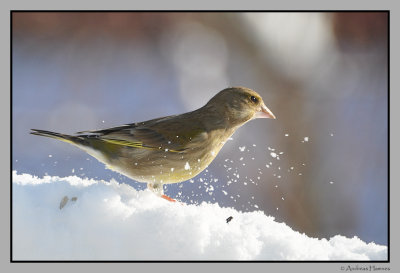 Greenfinch