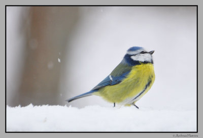 Blue tit / blmeis