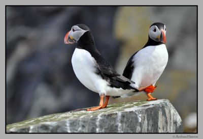 Puffins / Lundefugl