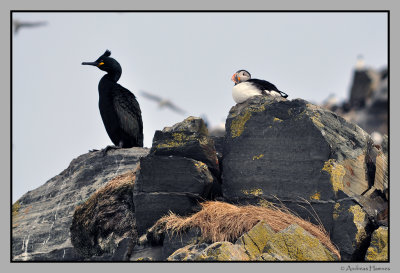 Shag and Puffin