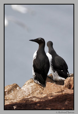 Guillemot  /  Lomvi  / Ringvi