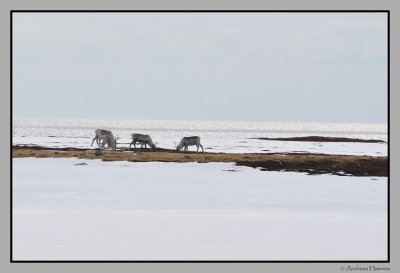 Reindeer by the Barents sea