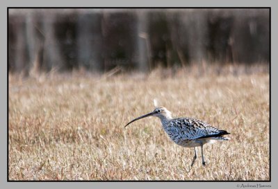 Eurasian Curlew  / Storspove