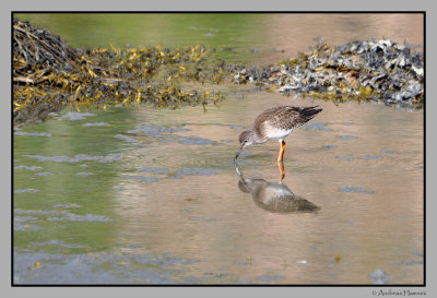 Strandsnipe  / Common sandpiper