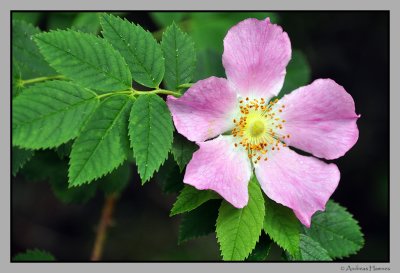 Dog rose