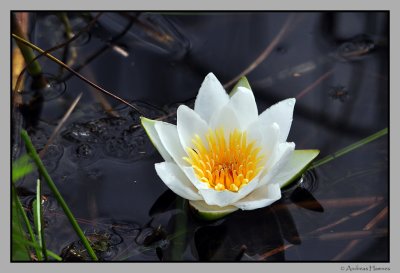 white water lily