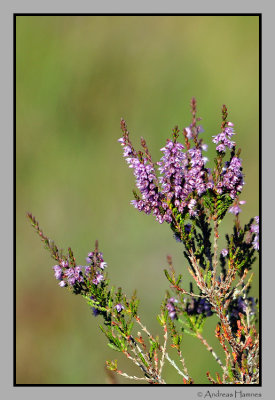 Rsslyng / Common heather
