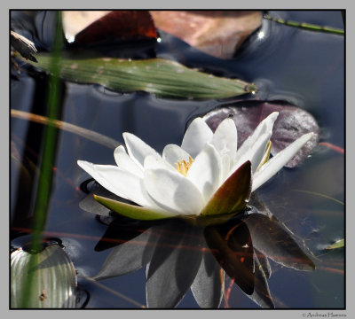 White water lily