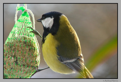 Great tit