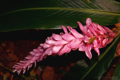 Pink Ginger 2