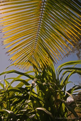 Palm and Sugar Cane
