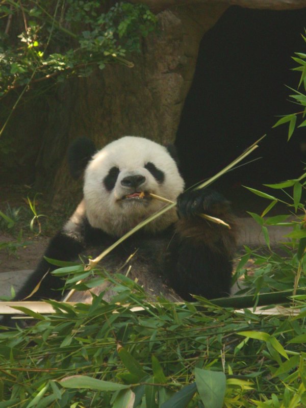 San Diego Zoo 7818.jpg