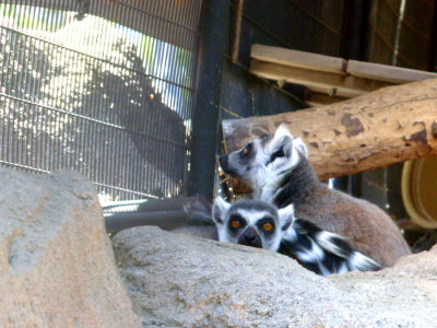 San Diego Zoo 7719.jpg