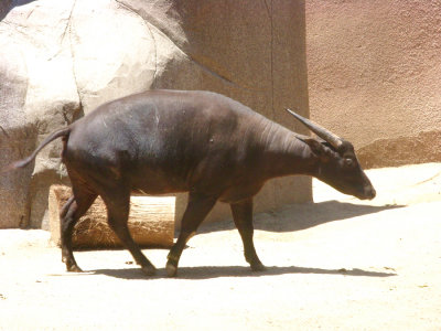 San Diego Zoo 7724.jpg