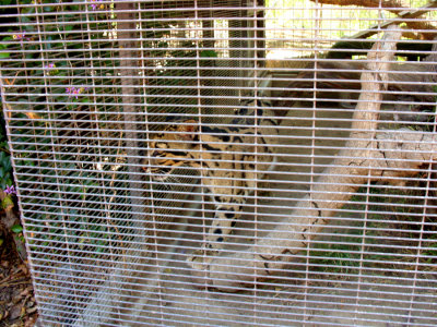 San Diego Zoo 7729.jpg