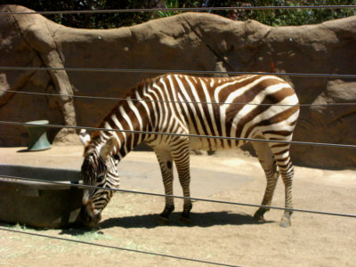 San Diego Zoo 7738.jpg