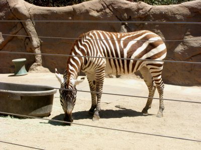 San Diego Zoo 7739.jpg