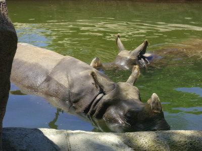 San Diego Zoo 7741.jpg