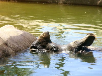 San Diego Zoo 7742.jpg