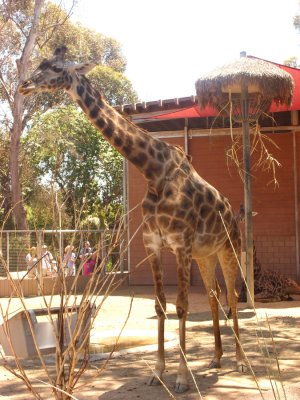 San Diego Zoo 7747.jpg
