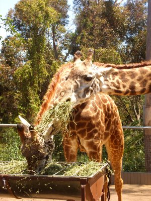 San Diego Zoo 7752.jpg