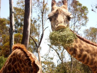 San Diego Zoo 7754.jpg