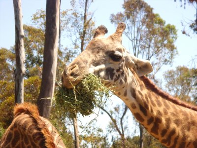 San Diego Zoo 7755.jpg