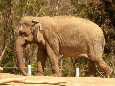 San Diego Zoo 7780.jpg