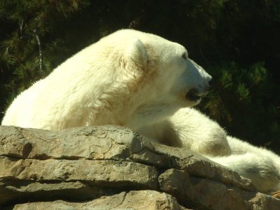 San Diego Zoo 7807.jpg