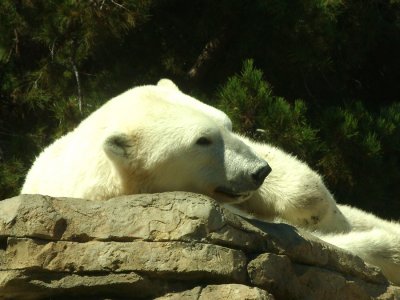 San Diego Zoo 7808.jpg