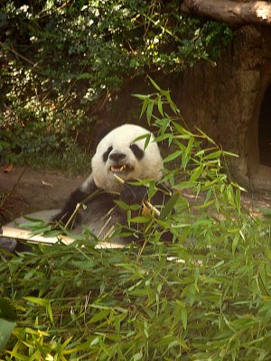 San Diego Zoo 7816.jpg