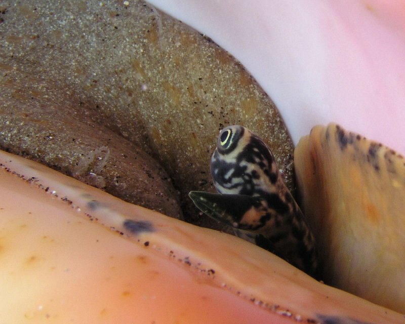 Conch P3280120.jpg