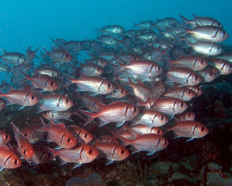 Blackbar Soldierfish P3310068.jpg