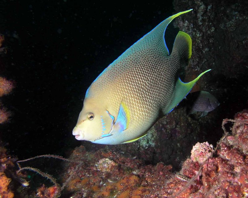 Blue Angelfish