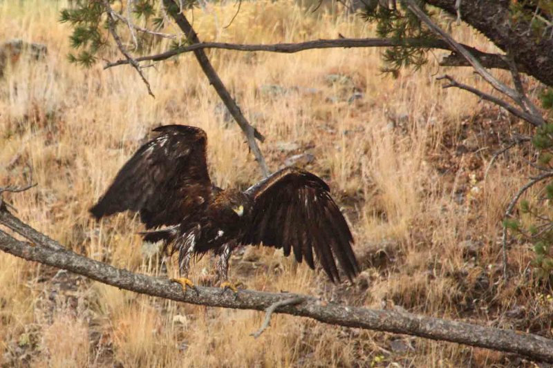 IMG_0119 Golden Eagle drying out after drowning an osprey