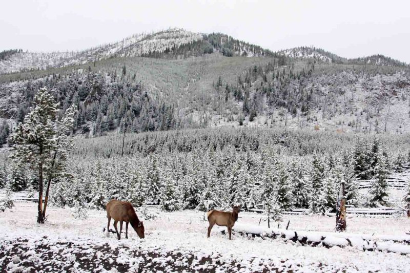 IMG_0065 Elk in the Snow