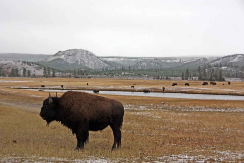 IMG_0381 Bison at the Firehole River